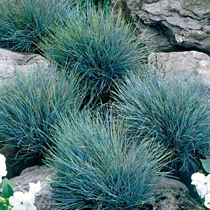 Fescue Grass Elijah Blue